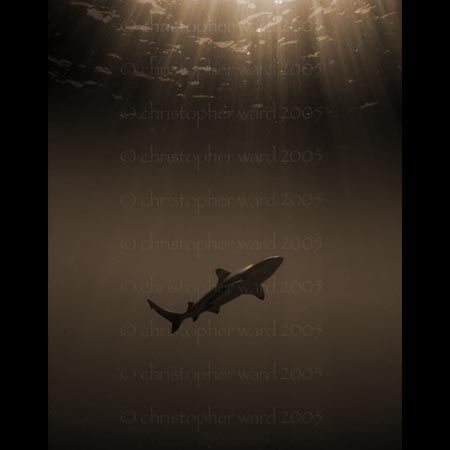 Moorea, French Polynesia. Black tip shark during deco sto... by Christopher Ward 