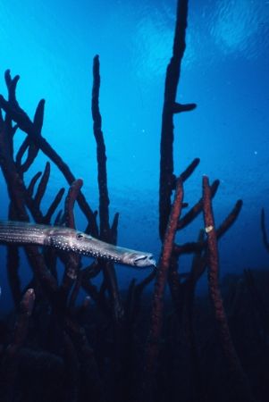 Trumpet fish...
Bonaire, slide shot. by Erich Reboucas 