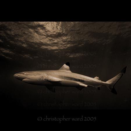 Moorea, French Polynesia. Black tip shark, deco stop. by Christopher Ward 