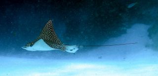 Eagle Ray , Cozumel by Larry Polster 