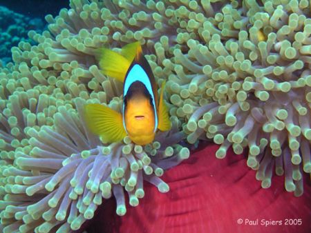 I Found "Nemo". Out of the tentacles, Red Sea by Paul Spiers 