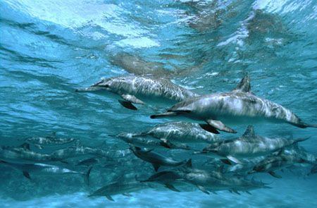 Pod of spinner dolphins taken at Samadai in the southern ... by Jane Morgan 