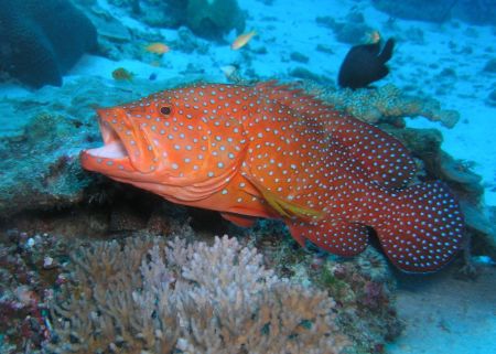 Coral Grouper - Similan Islands, Thailand. Taken with Oly... by Andrew Gottscho 