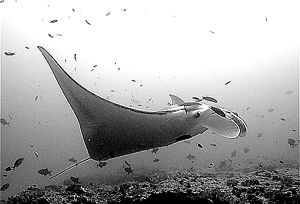 manta/mozambique. by Gregory Grant 