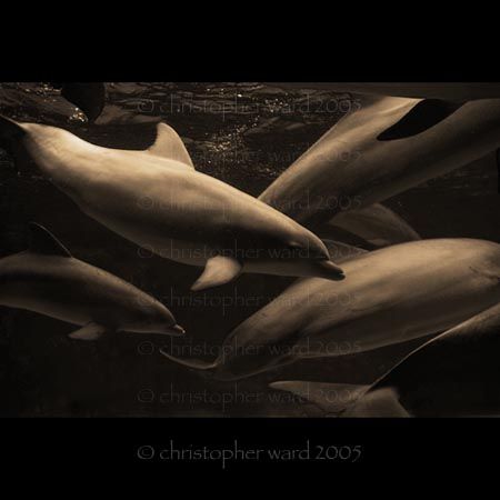 Florida. Atlantic dolphin pod, 10'. by Christopher Ward 