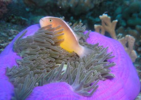Orange anenomefish in magnificent anenome, Similan Island... by Andrew Gottscho 