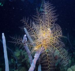Box star, night dive, St. Croix, D70s by Larry Polster 