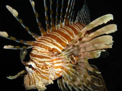 Lion fish on a night dive in the Red Sea. Taken with norm... by Steven Withofs 