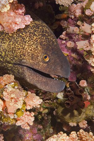 This eel was posing perfectly and smiling for the camera ... by Jessica Vasale 