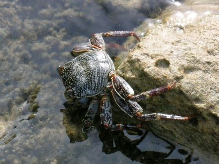 roatan bay honduras reef crabs along the resort board walks. by Chuck Duran 