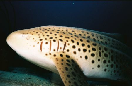 Leopard Shark - Similan Islands, Thailand by Morgan Douglas 