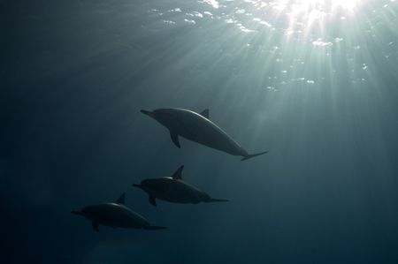 Hawaiian Spinner Dolphins under an early morning sunrise.... by James Kashner 