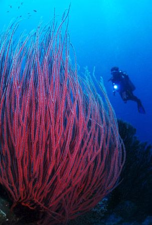'Seawhips with diver' from Walindi (PNG). Taken with Olym... by Istvan Juhasz 