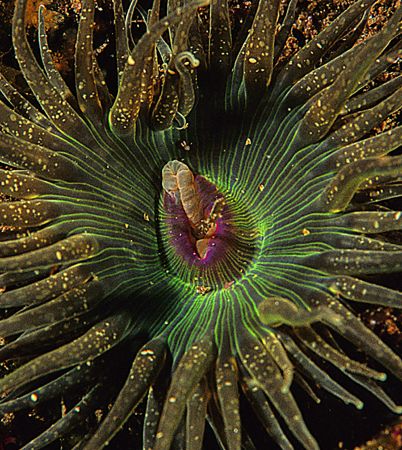 Red speckled anemone.
Aughrusmore, Connemara.
F90X, 60mm. by Mark Thomas 
