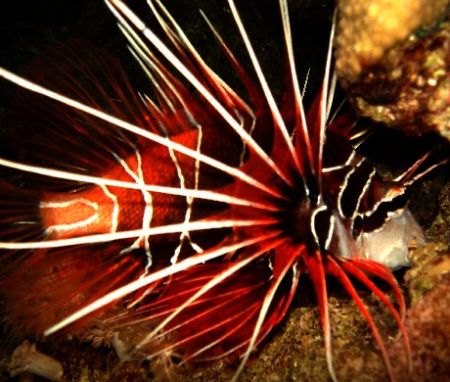 Spectacular lionfish at night in the Red Sea. Macro setti... by Steven Withofs 