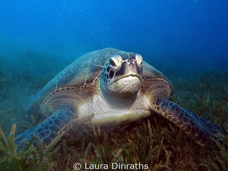 Female green turtle eating seagrass by Laura Dinraths 