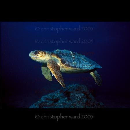 Key Largo, FL. Molasses Reef, "Barney." Nikonos, 20mm, 10... by Christopher Ward 
