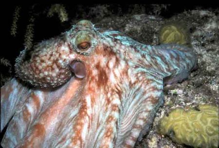 Caribbean Reef Octopus - Shot at night with a 35-80mm Can... by Laszlo Ilyes 