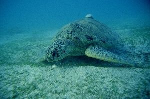 For turtle adicted : Green turtle eating on sea grass, Ma... by Jean-claude Zaveroni 