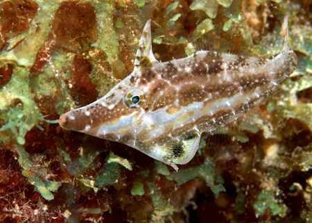 Slender filefish. No more than 2" long, this was shot wit... by Maryke Kolenousky 