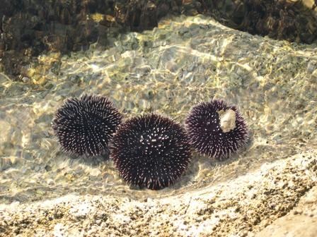 Sea urchins along coastline by Damir Skific 