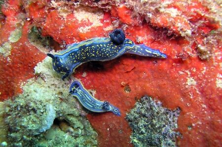 Two nudibranchs “grazing “ on sponges. The nudibranchs ar... by David Abecasis 