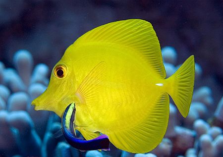 Yellow Tang being cleaned by a Hawaiian cleaner wrasse by James Kashner 