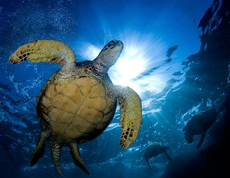 Turtle and the Sun - shot with 10.5mm on Maui's South shore by Mike Roberts 