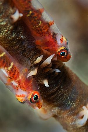 Twins - whip coral gobies South Maui - 105mm by Mike Roberts 