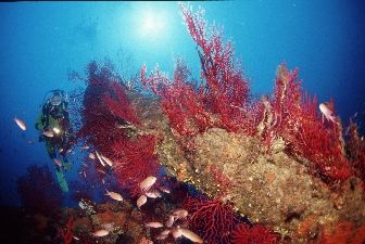 Red gorgones and anthias at 30 m; Planier Island, Marseil... by Jean-claude Zaveroni 