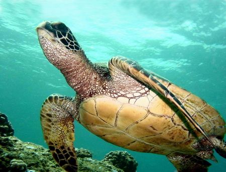 Hawaiian Green Sea turtle shot at Electric Beach West sho... by Glenn Poulain 