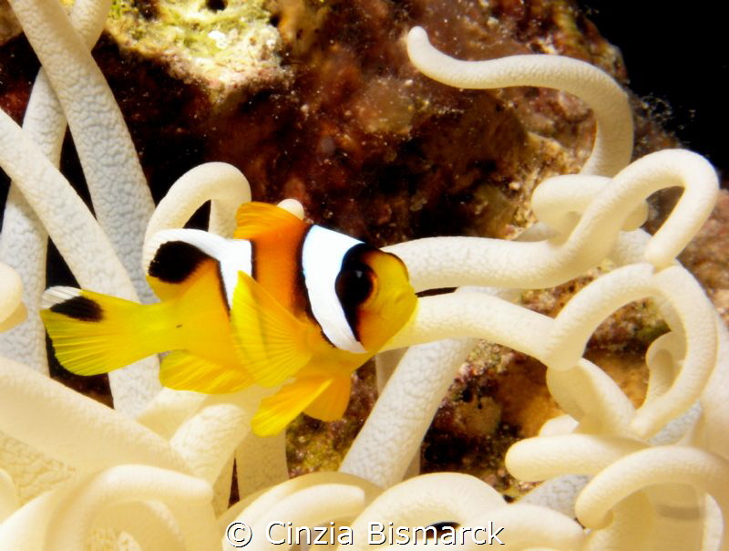 Baby
juvenile clownfish in leathery anemone
Juvenile am... by Cinzia Bismarck 