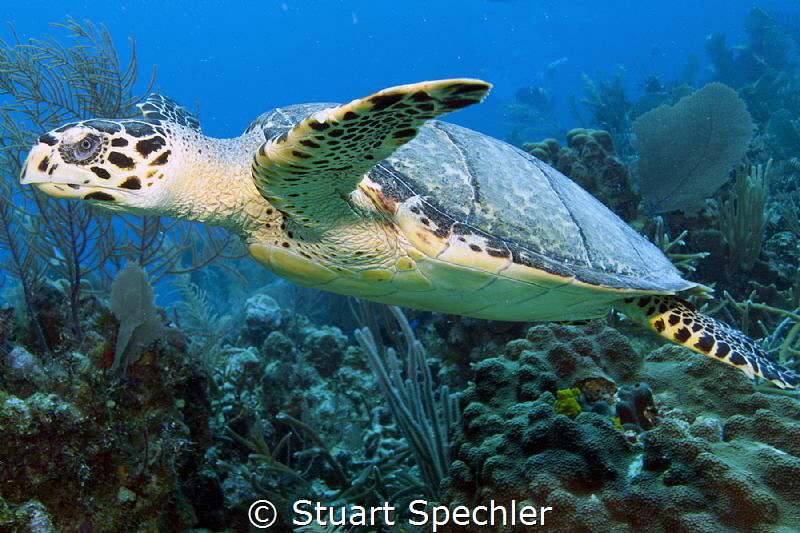 This majestic turtle followed us for some time and was no... by Stuart Spechler 