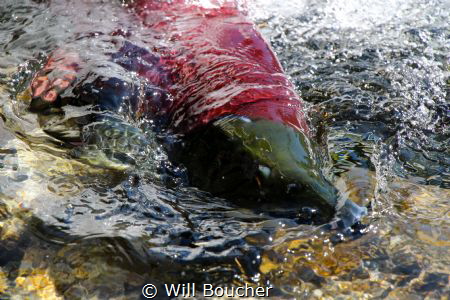 Sockeye Salmon in Prince William Sound, Alaska by Will Boucher 