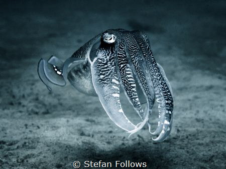 Super Freak! Reef Cuttlefish - Sepia latimanus. Mae Haad,... by Stefan Follows 