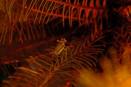 Crinoid shrimp. Manado Tua and Bunaken National Park, Nor... by Ugo Gaggeri 