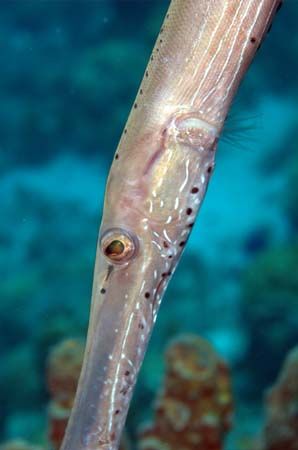 Trumpet Fish, Kelly's Cove, Norman Island, British Virgin... by Mark Smith 