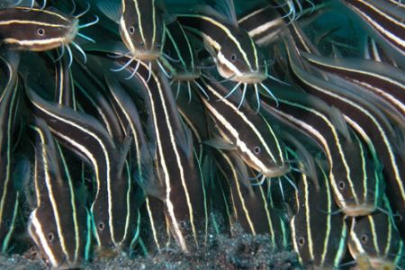 Cat fishes in Lembeh Strait, North Sulawesi by Ugo Gaggeri 