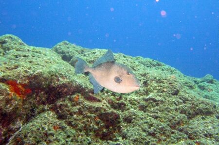 Grey triggerfish - Azores by David Abecasis 