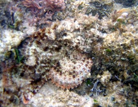Spotted Scorpionfish, Excellent Camoflauge. Canon A95 by Robert Verkoeyen 