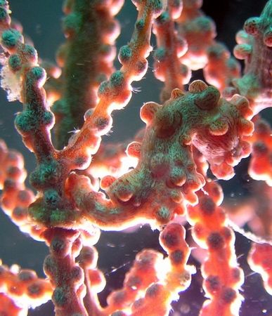 this photo of a pygmy seahorse was taken in about 30 ft o... by Carlos Munda 