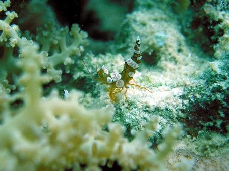 squat shrimp on an anemone.photo taken in samal island, d... by Carlos Munda 