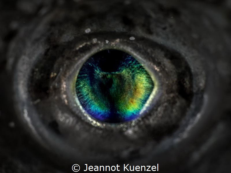 Like a precious gem, the eye of the Lizard Fish glows in ... by Jeannot Kuenzel 