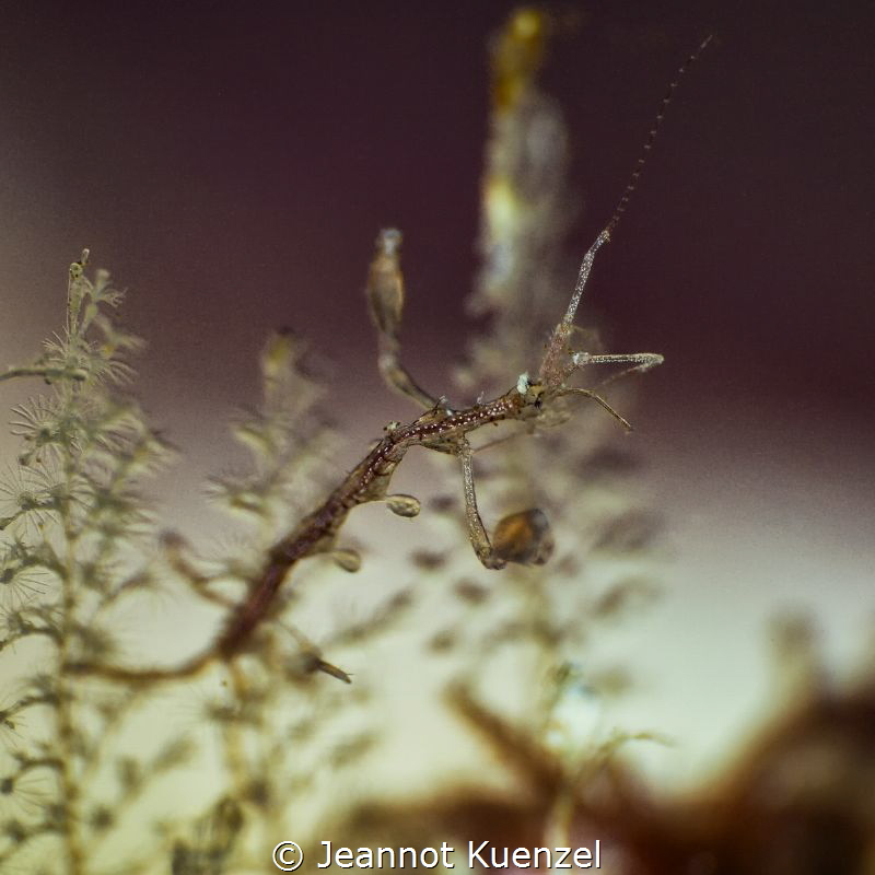 With a size of just over 4mm, this Skeleton Shrimp is nea... by Jeannot Kuenzel 