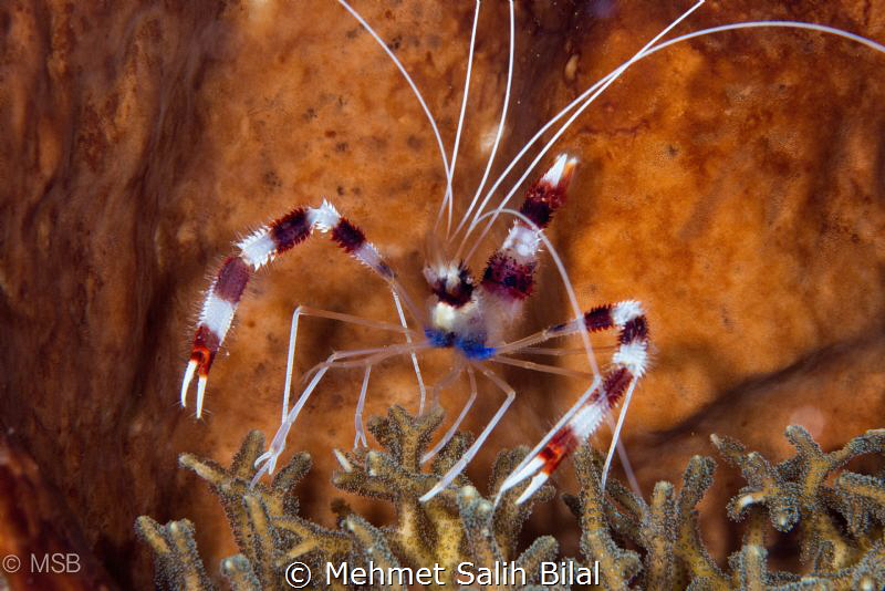 Boxer shrimp at the night dive. Bunaken. by Mehmet Salih Bilal 