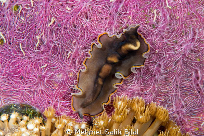 Flatworm on the pink coral. by Mehmet Salih Bilal 