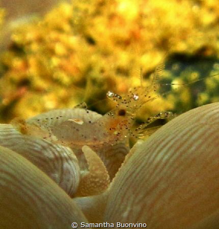 Bubble Coral Shrimp having breakfast by Samantha Buonvino 