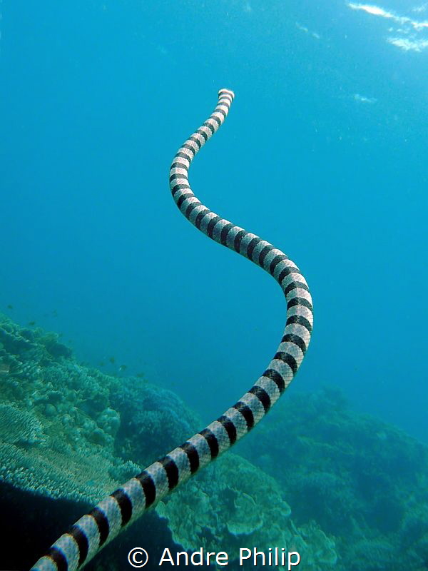 Banded Seasnake on the way to the surface - I like the in... by Andre Philip 