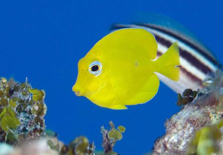 Yellow Tang, T&C by Andy Lerner 