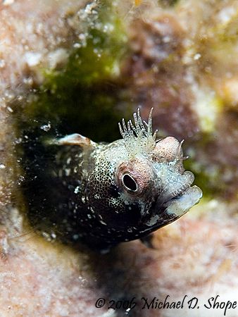 This guy stuck his head out for quick picture on a dive i... by Michael Shope 